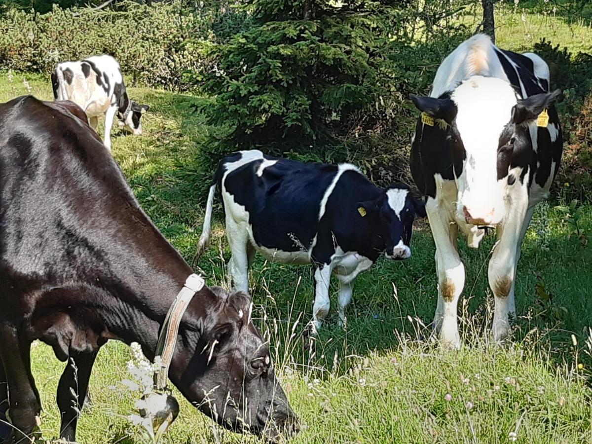 Troadkasten - Ferienhaus Am Bio-Bergbauernhof Aflenz Kurort Exteriér fotografie